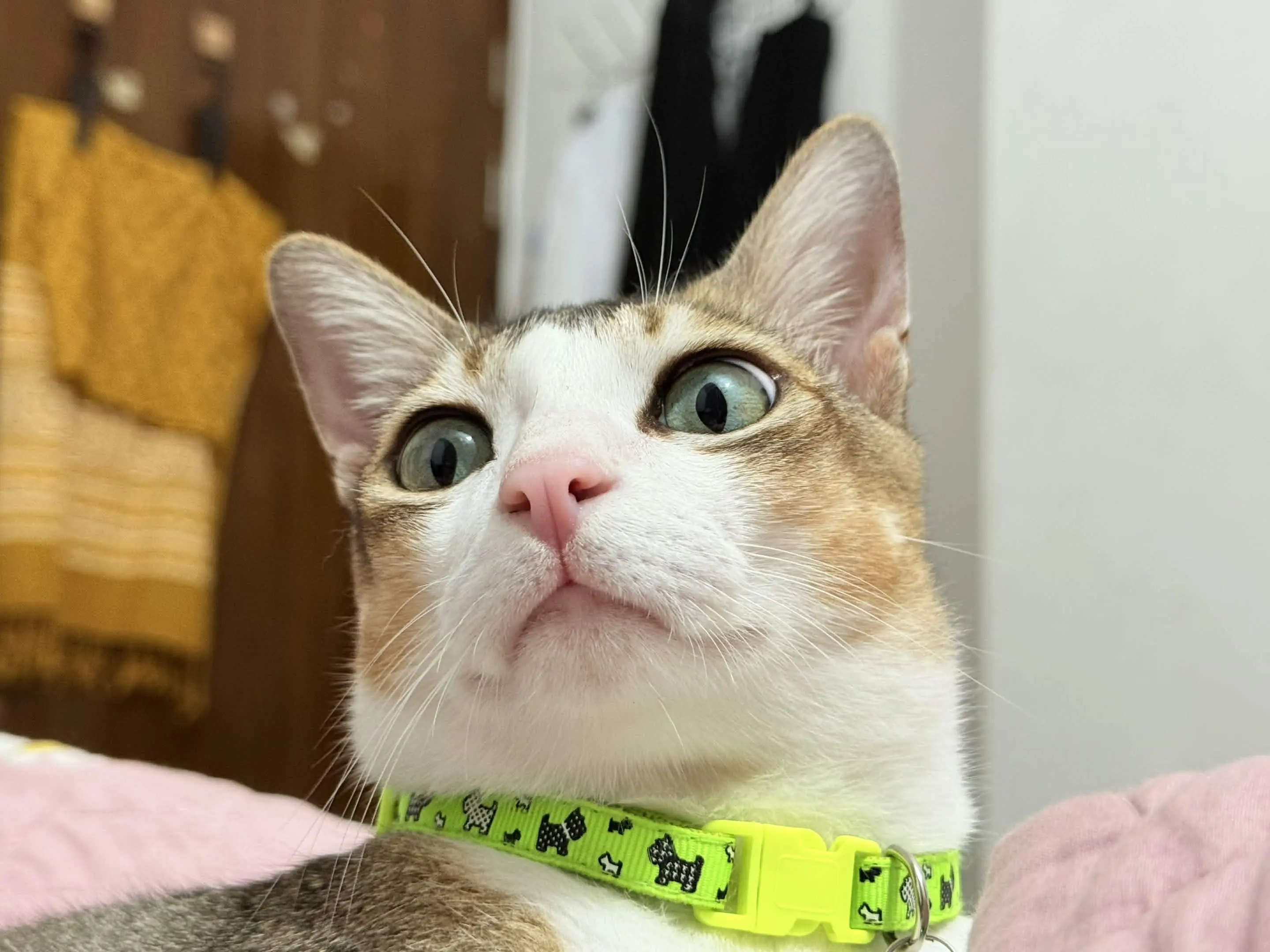 Piku: concern