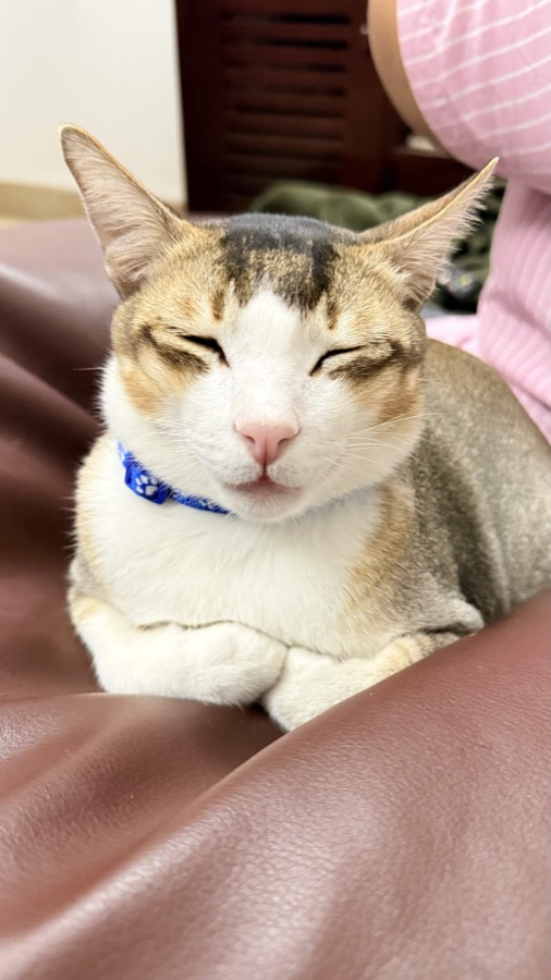 Piku: loaf form